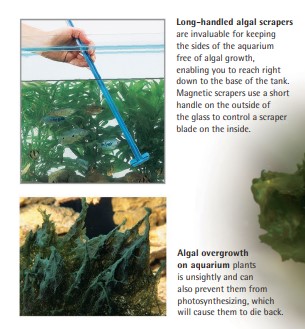Long-handled algal scrapers are invaluable for keeping the sides of the aquarium free of algal growth, enabling you to reach right down to the base of the tank. Magnetic scrapers use a short handle on the outside of the glass to control a scraper blade on the inside. - Algal overgrowth on aquarium plants is unsightly and can also prevent them from photosynthesizing, which will cause them to die back.