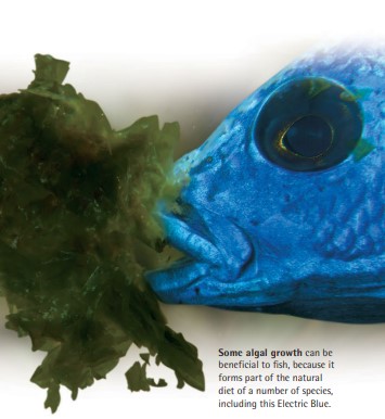 Some algal growth can be beneficial to fish, because it forms part of the natural diet of a number of species, including this Electric Blue.