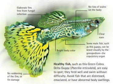 Healthy fish, such as this Green Cobra Delta Guppy (Poecilia reticulata), are easy to spot; they feed well and swim without difficulty. Avoid fish that are distressed, emaciated, or have abnormal body swellings.