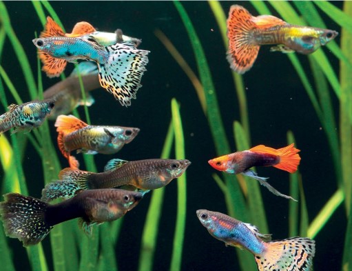 A good aquarium store will have helpful staff and clean, clearly labeled, well-stocked tanks (below). Disease spreads easily between fish in a tank, so when choosing fish, try not to focus on just one or two good specimens that catch your eye but also look at their tankmates, to make sure that they are all healthy (right).