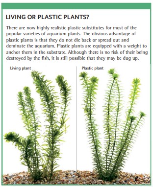 There are now highly realistic plastic substitutes for most of the popular varieties of aquarium plants. The obvious advantage of plastic plants is that they do not die back or spread out and dominate the aquarium. Plastic plants are equipped with a weight to anchor them in the substrate. Although there is no risk of their being destroyed by the fish, it is still possible that they may be dug up.