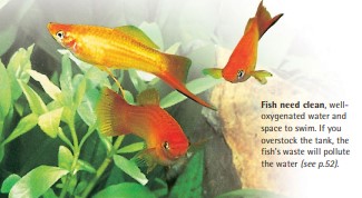 Fish need clean, welloxygenated water and space to swim. If you overstock the tank, the fish’s waste will pollute the water (see p.52).