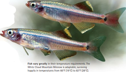 Fish vary greatly in their temperature requirements. The White Cloud Mountain Minnow is adaptable, surviving happily in temperatures from 66°F (19°C) to 82°F (28°C).