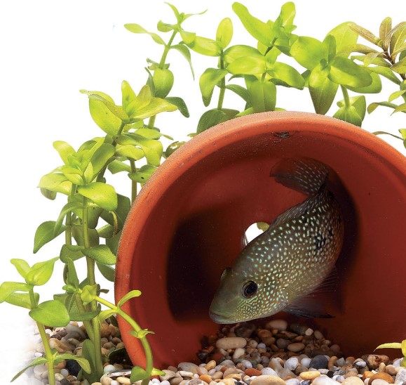 A clean terracotta flowerpot on its side forms a ready-made cave where shy fish can shelter. Some of the smaller catfish and cichlids, such as this Pearl Cichlid, may even spawn inside flowerpots.