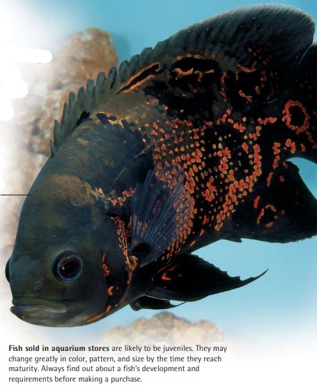 Fish sold in aquarium stores are likely to be juveniles. They may change greatly in color, pattern, and size by the time they reach maturity. Always find out about a fish’s development and requirements before making a purchase.