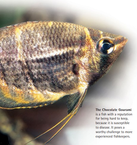 The Chocolate Gourami is a fish with a reputation for being hard to keep, because it is susceptible to disease. It poses a worthy challenge to more experienced fishkeepers.