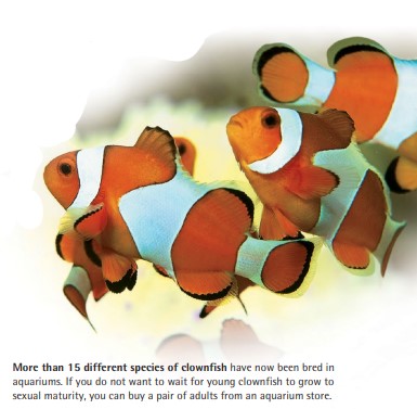More than 15 different species of clownfish have now been bred in aquariums. If you do not want to wait for young clownfish to grow to sexual maturity, you can buy a pair of adults from an aquarium store.