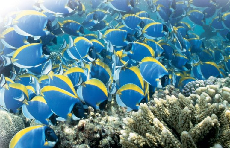 Powder Blue Tangs naturally live in large shoals. One benefit of shoaling is that it makes it easier to find a partner of the opposite sex.