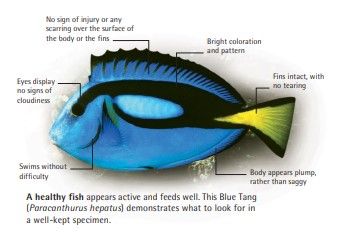 A healthy fish appears active and feeds well. This Blue Tang (Paracanthurus hepatus) demonstrates what to look for in a well-kept specimen.