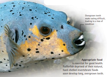 Appropriate food is essential for good health. Pufferfish deprived of their natural, hard-shelled invertebrate foods soon develop long, overgrown teeth.