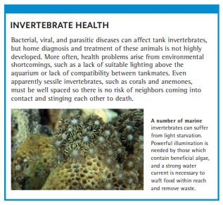 A number of marine invertebrates can suffer from light starvation. Powerful illumination is needed by those which contain beneficial algae, and a strong water current is necessary to waft food within reach and remove waste.