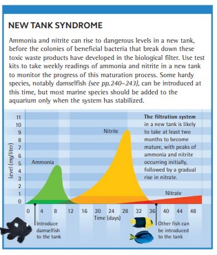 The filtration system in a new tank is likely to take at least two months to become mature, with peaks of ammonia and nitrite occurring initially, followed by a gradual rise in nitrate.