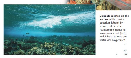 Currents created on the surface of the marine aquarium (above) by a power filter outlet replicate the motion of waves over a reef (left), which helps to keep the water well oxygenated.