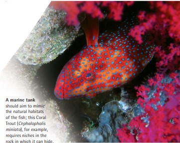A marine tank should aim to mimic the natural habitats of the fish; this Coral Trout (Cephalopholis miniata), for example, requires niches in the rock in which it can hide.