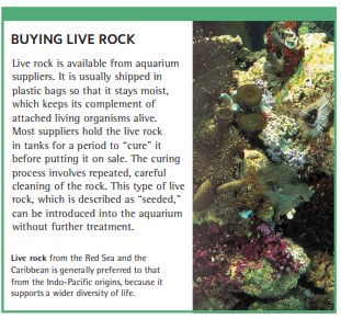 Live rock from the Red Sea and the Caribbean is generally preferred to that from the Indo-Pacific origins, because it supports a wider diversity of life.