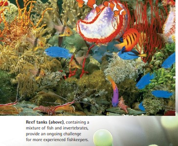 Reef tanks (above), containing a mixture of fish and invertebrates, provide an ongoing challenge for more experienced fishkeepers.