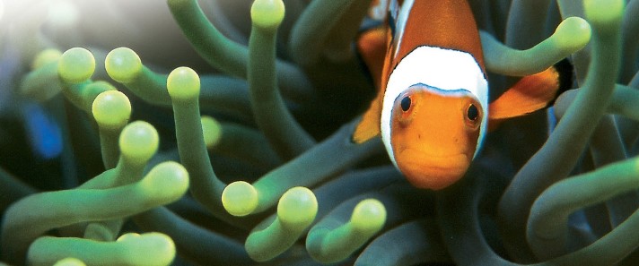 A clownfish swims between the protective tentacles of a sea anemone. Clownfish are the most widely bred marine fish.