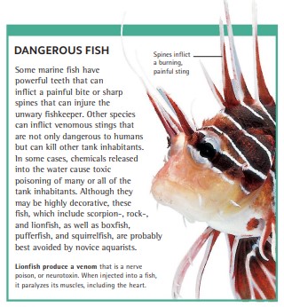 Lionfish produce a venom that is a nerve poison, or neurotoxin. When injected into a fish, it paralyzes its muscles, including the heart.