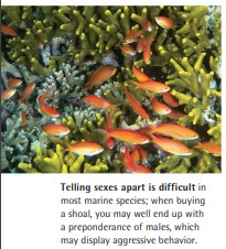 Telling sexes apart is difficult in most marine species; when buying a shoal, you may well end up with a preponderance of males, which may display aggressive behavior.