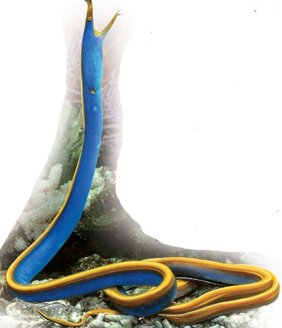 The Blue Ribbon Eel is one of the largest species that can be kept in a home aquarium. It can grow to 3 ft (1 m) in length but is sedentary, occupying the lower part of the tank.