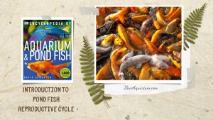 [Ebook] Encyclopedia of Aquarium & Pond Fish - Introduction to Pond Fish - Breeding - Reproductive cycle