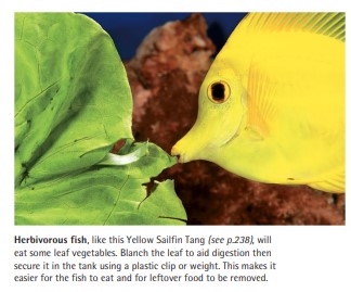Herbivorous fish, like this Yellow Sailfin Tang, will eat some leaf vegetables. Blanch the leaf to aid digestion then secure it in the tank using a plastic clip or weight. This makes it easier for the fish to eat and for leftover food to be removed.