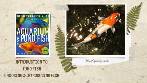 [Ebook] Encyclopedia of Aquarium & Pond Fish - Introduction to Pond Fish - Setting up the pond - Choosing and introducing fish
