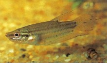 Trichopsis pumilus (dwarf croaking gourami) is one of the smallest gouramis. Quite delicate, it is best kept in a species aquarium.