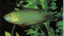 Pseudosphronemus cupanus (spiketailed paradise fish) prefers a wellplanted tank and small live foods.
