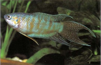 One of the least demanding anabantids is Macropodus opercularis (paradise fish); it is suitable for the novice aquarist.