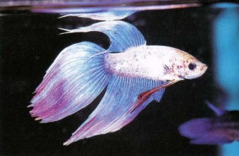 Ever popular, Betta splendens (Siamese fighter) has been line-bred to enhance both the finnage and coloration of the males. Wild males are less splendid.