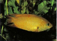 Belontia signata (combtail) can be belligerent; keep them either with fishes of a similar size and disposition or in a species aquarium. When raising fry remove the larger, more aggressive fishes to allow the smaller ones to grow on.