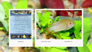 [Ebook] The New Guide to Aquarium Fish - Anabantids - Combtail