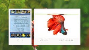 [Ebook] The New Guide to Aquarium Fish - Anabantids - Fighting Fishes
