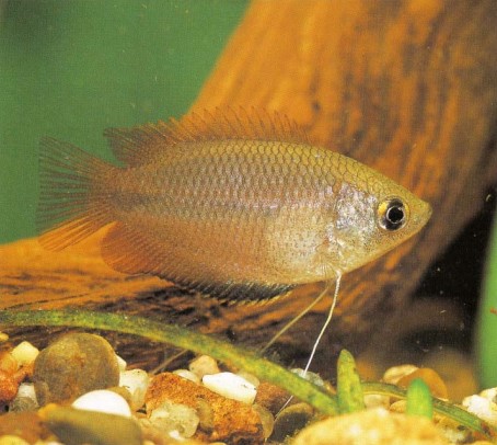 Male Colisa sola (honey gourami) are more colourful than females, but youngstersrarely show any colour, so buy a group to grow on.