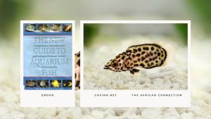 [Ebook] The New Guide to Aquarium Fish - Anabantids - The African Connection