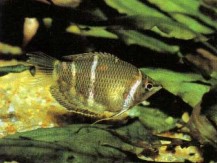 Make sure you keep a careful check on water quality when keeping Sphaerichthys osphronemoides (chocolate gourami), because any deterioration can leave these fishes open to bacterial and fungal infections and to skin parasites.