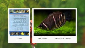 [Ebook] The New Guide to Aquarium Fish - Anabantids - The Delicate Bunch