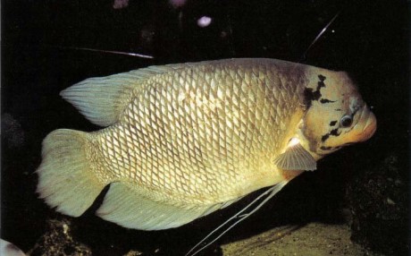 A true omnivore, Osphronemus goramy (giant gourami) feasts on just about anything you care to offer in the way of nourishment from peas and banana to flakes and pelleted foods.