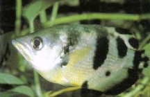In order to observe the feeding habits of Toxotes jaculator (archer fish) it is necessary to house them in a palludarium so that terrestrial plants may be grown overhanging the water, and to provide insects as prey.