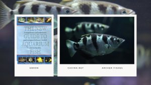 [Ebook] The New Guide to Aquarium Fish - Brackish Water Fishes - Archer Fishes