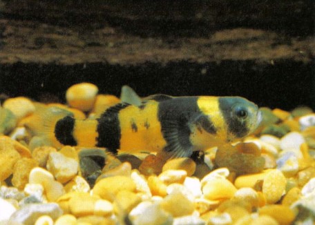People often fail to keep Brachygobius xanthozona (bumblebee goby) because they do not realize that these fishes require a diet of predominantly live foods. Although they can be weaned onto frozen substitutes it is rare for them to accept flake.