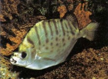 Adult S. argus have different markings on the body. To grow your fishes to adulthood ensure that you maintain good quality water and avoid any build up of nitrate.