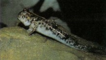 Periophthalmus papilio (mudskipper) requires rocks and roots so it can climb out of the water.
