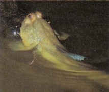 Periophthalmus papilio (mudskipper) is a predator with a fearsome set of teeth. The eyes, set well on top of the head, give it excellent vision when hunting. They can sometimes be seen resting in shallow water with just their eyes above the surface.