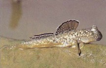 The colourful dorsal fin of Periophthalmus species is used for signalling. When basking on mud flats or defending territories they flick the fin up and down in order to communicate with each other.