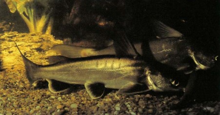 The fishes shown here are Arms seemam (shark catfish), a juvenile (above) and a semi-adult (below). Small specimens grow rapidly but fortunately they do not fight so it is possible to keep more than one in the aquarium. They are likewise peaceful towards other fishes - unless they are small enough to eat!