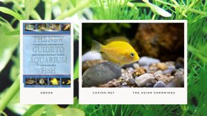 [Ebook] The New Guide to Aquarium Fish - Brackish Water Fishes - The Asian Chromides