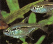 Not often available, Hemigrammus ulreyi (Ulrey's tetra) is simple to keep provided you have soft, slightly acid water. If fed live or frozen mosquito larvae, they will develop an intense golden yellow line along the flanks and a sheen on the body.