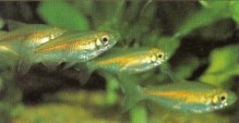 Young Phenacogramtnus interruptus (Congo tetra) should be well fed on frozen and live insect larvae.